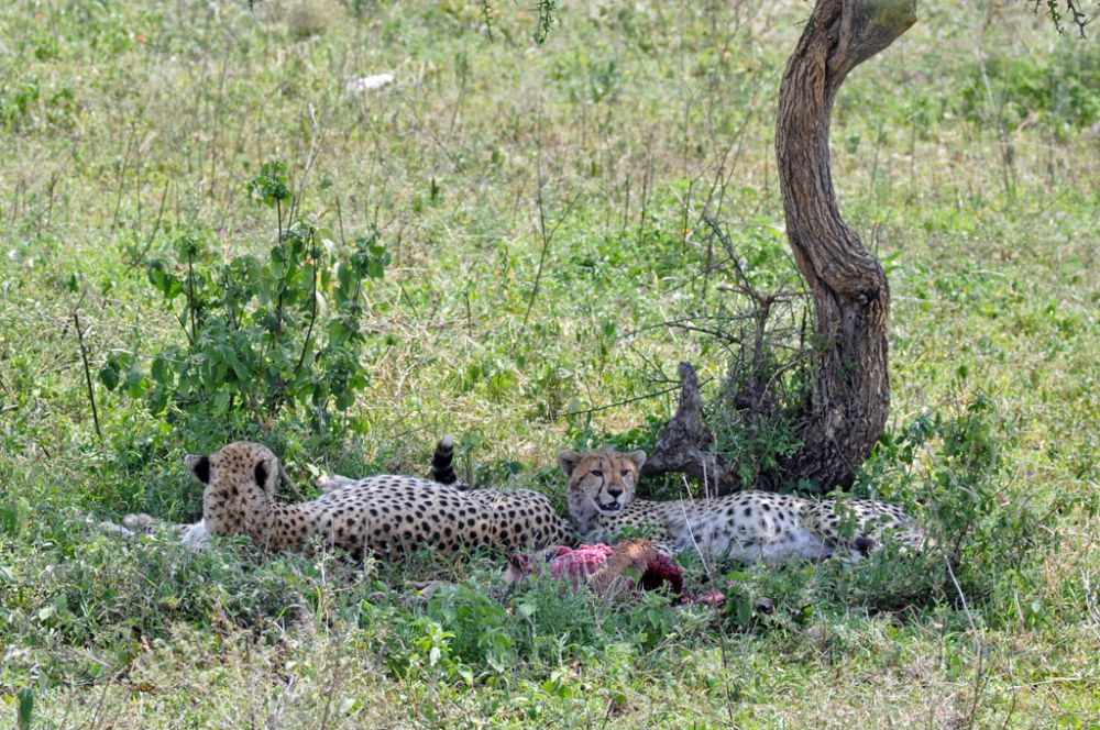 Fotografía de campo Spirit of Kenya 111