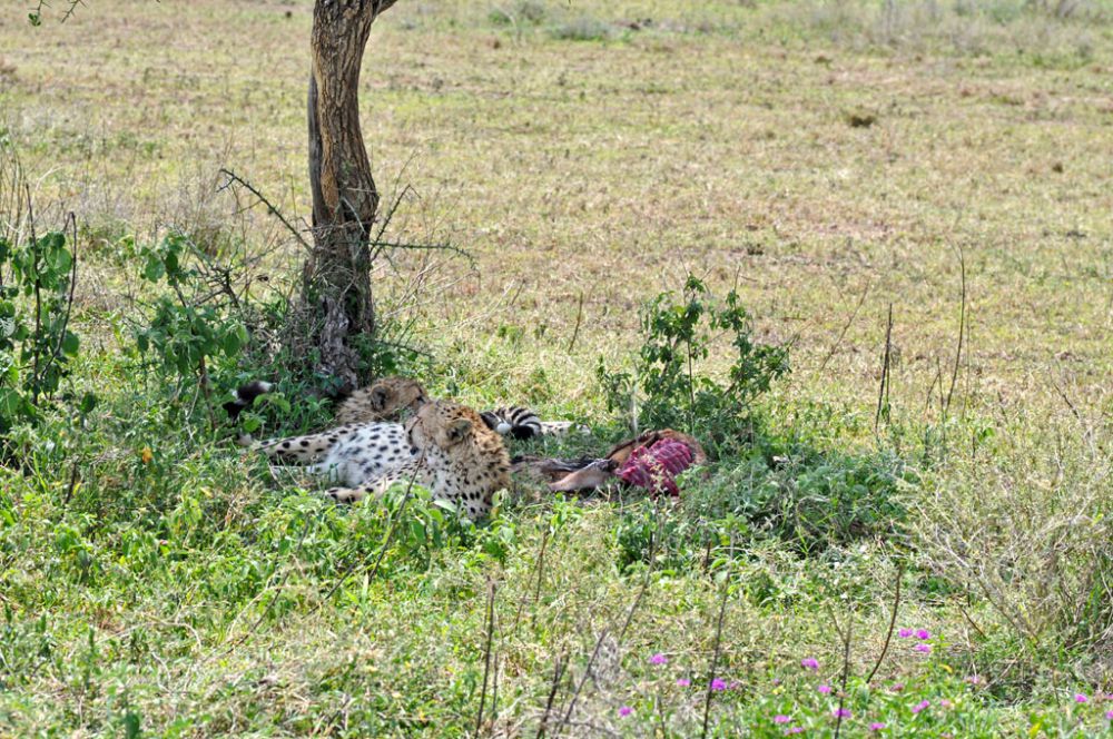 Fotografía de campo Spirit of Kenya 112