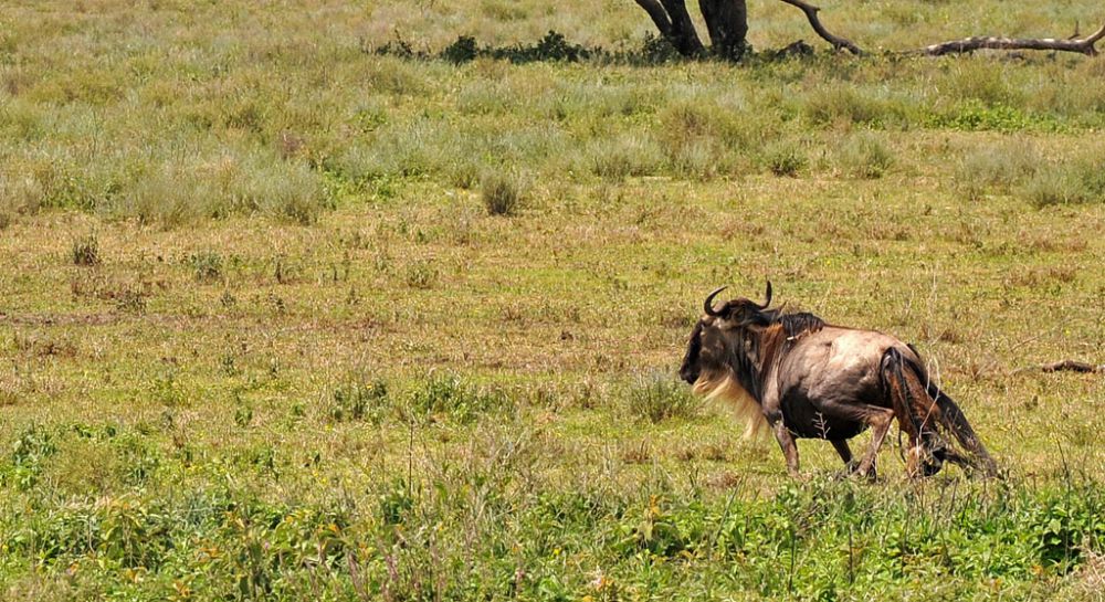 Fotografía de campo Spirit of Kenya 114