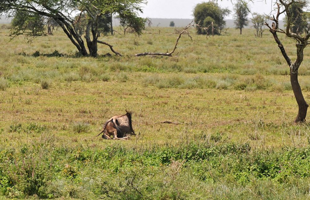 Fotografía de campo Spirit of Kenya 116