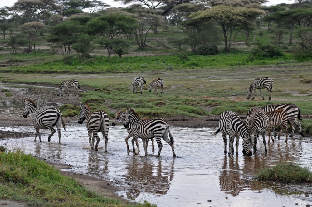 Fotografía de campo Spirit of Kenya 118