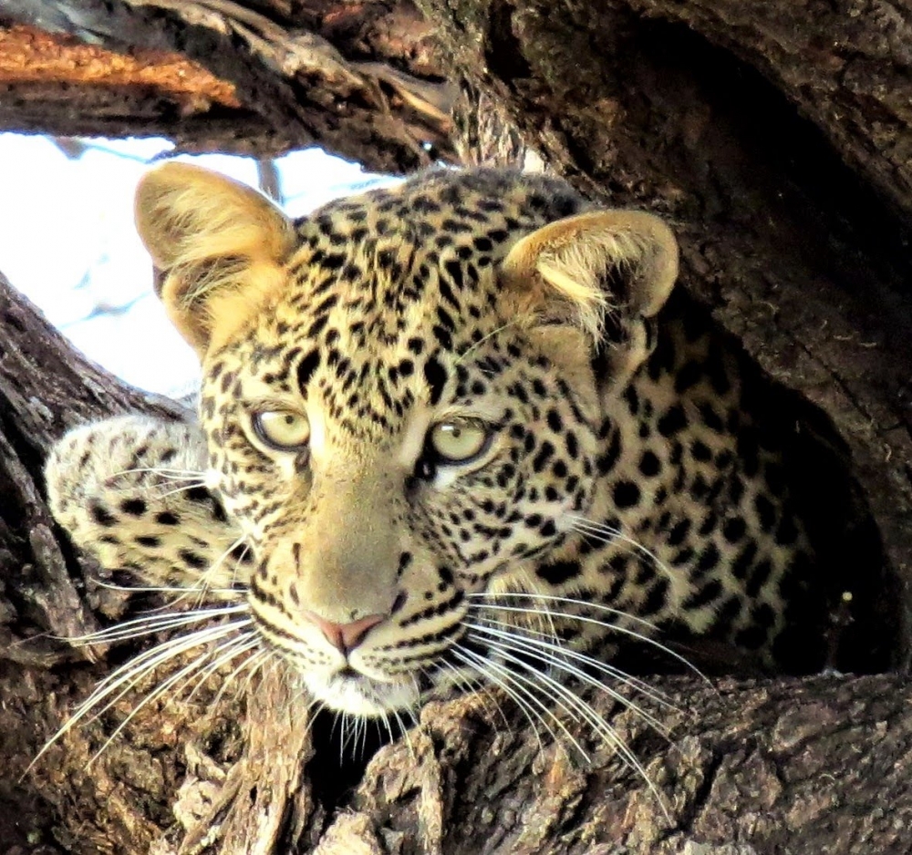 Fotografía de campo Spirit of Kenya 7