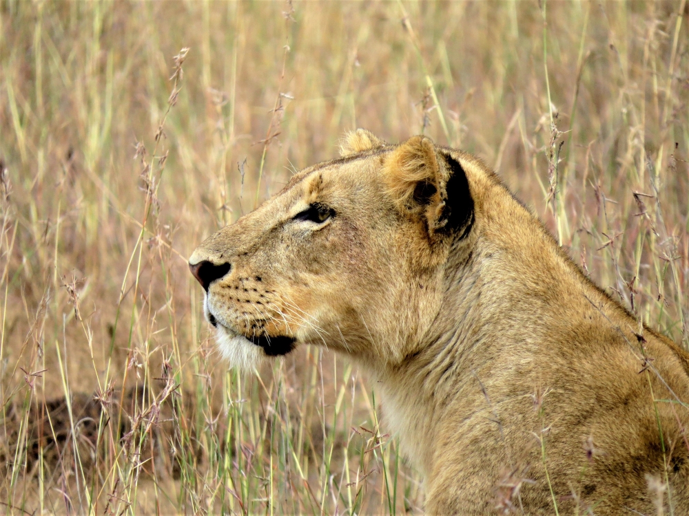 Photographie de terrain Spirit of Kenya 2