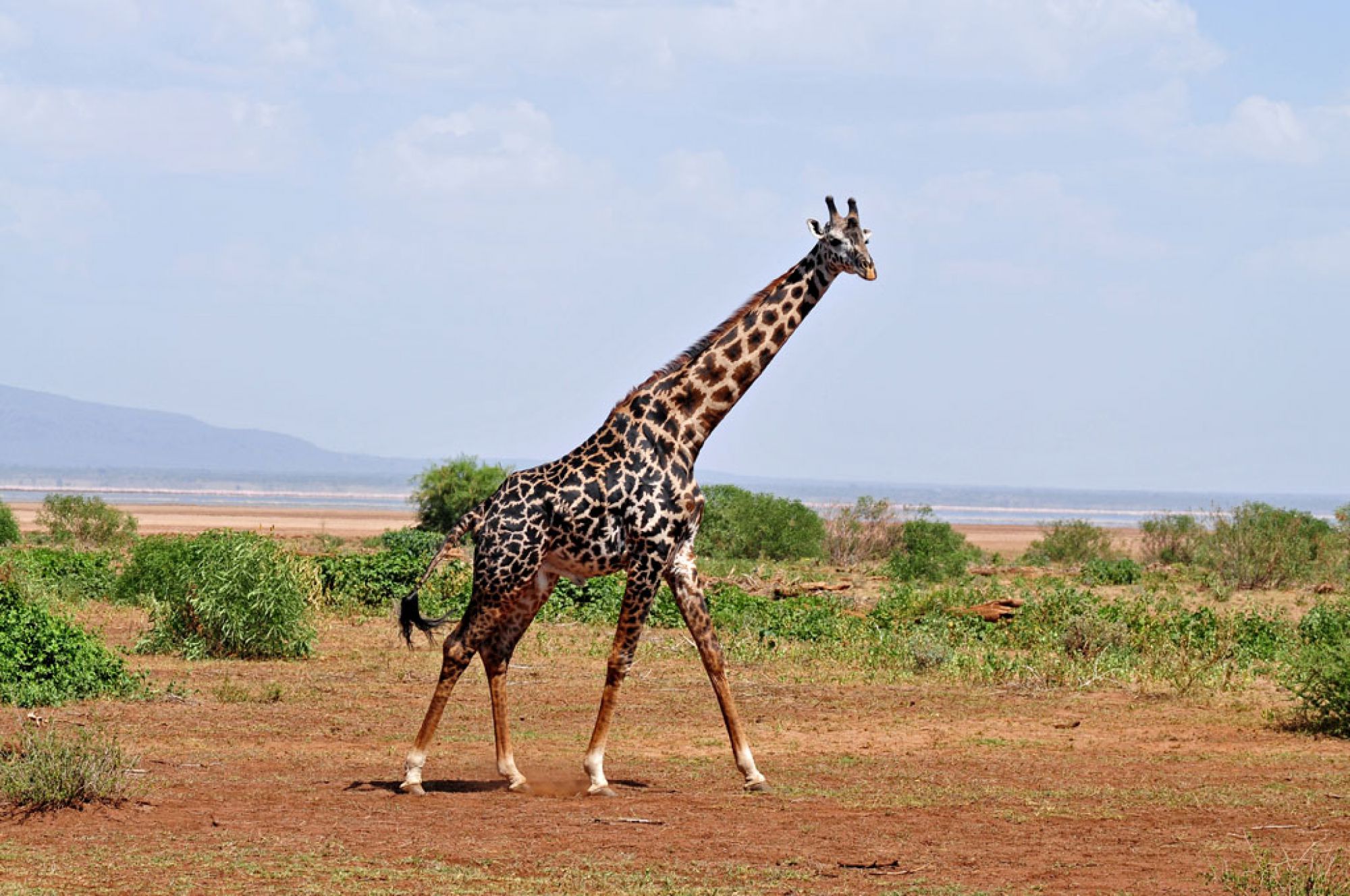 Spirit of Kenya field photograph 12