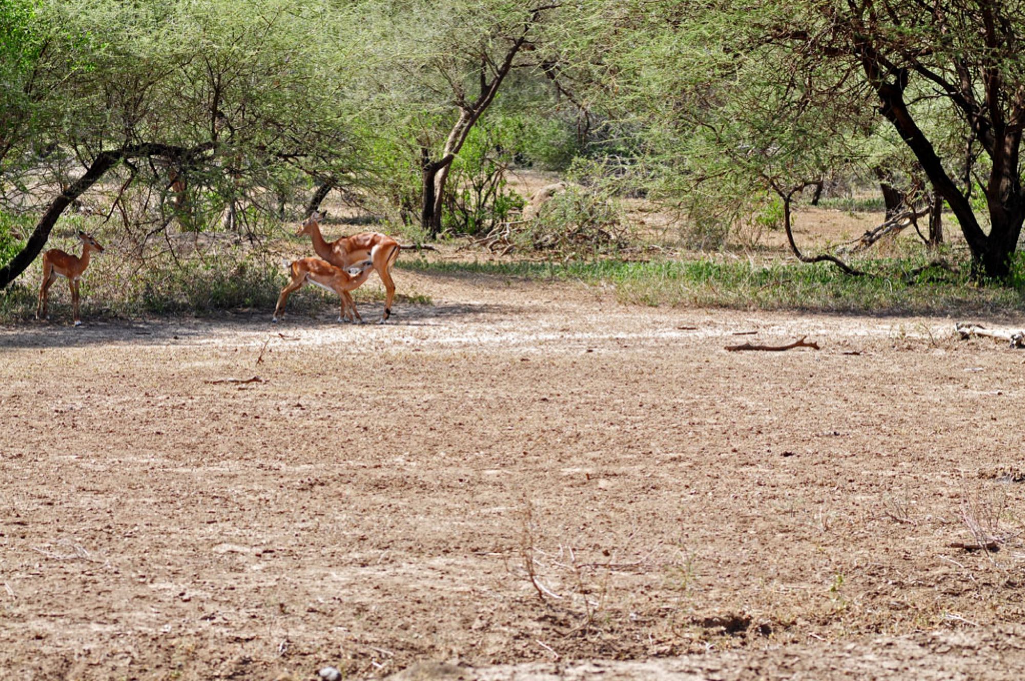 Spirit of Kenya field photograph 15