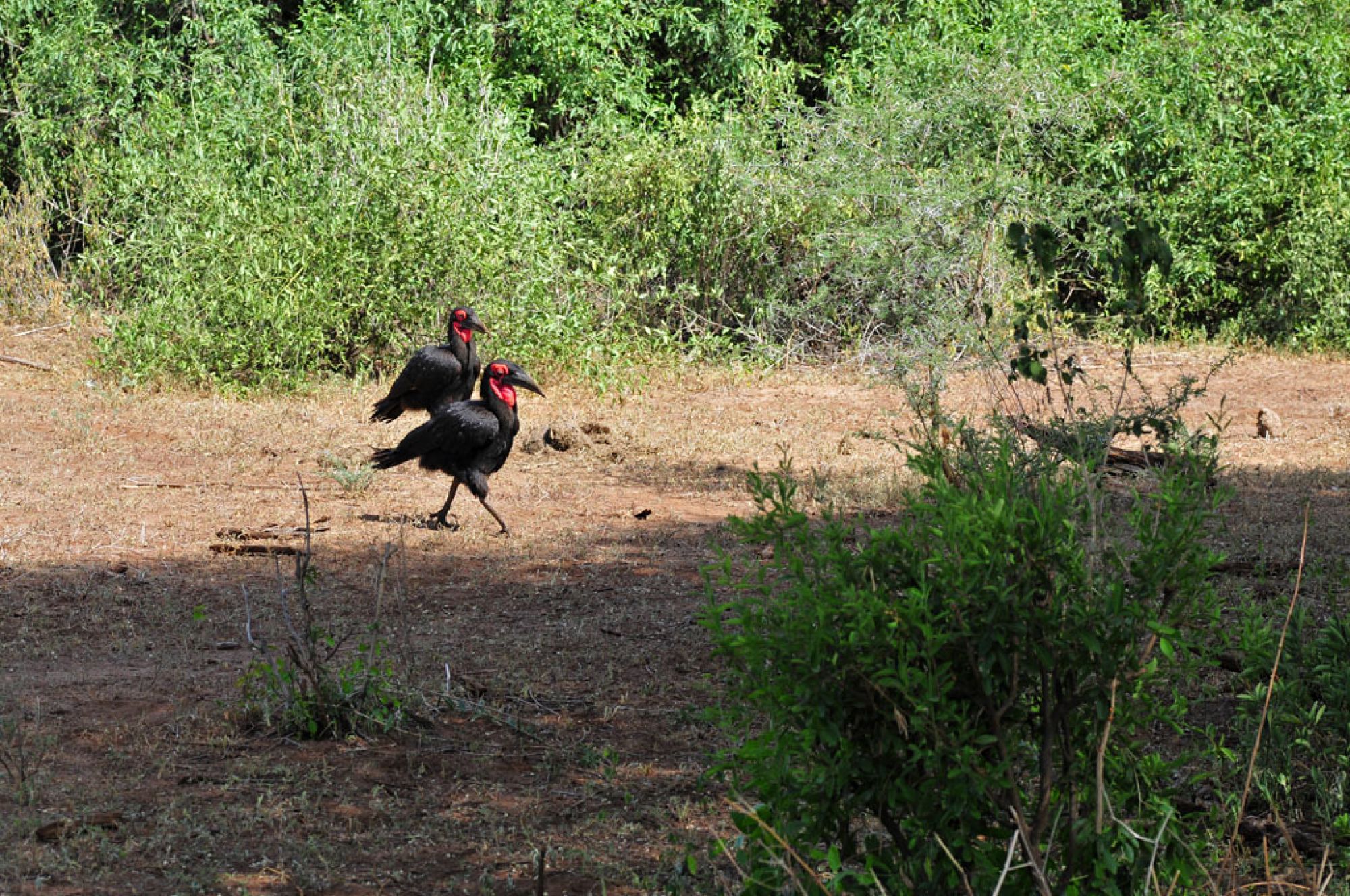 Spirit of Kenya field photograph 16