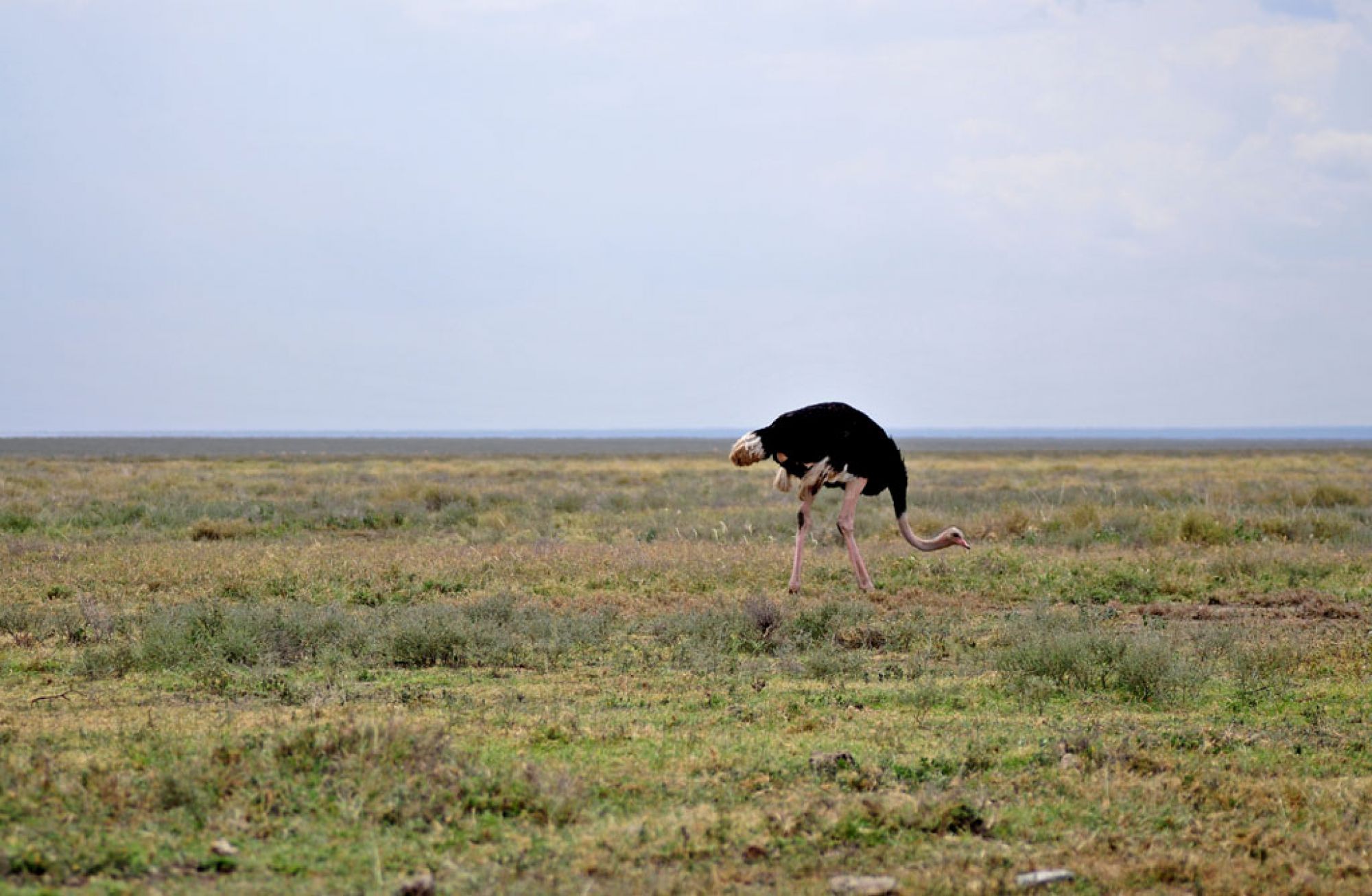 Spirit of Kenya field photograph 20