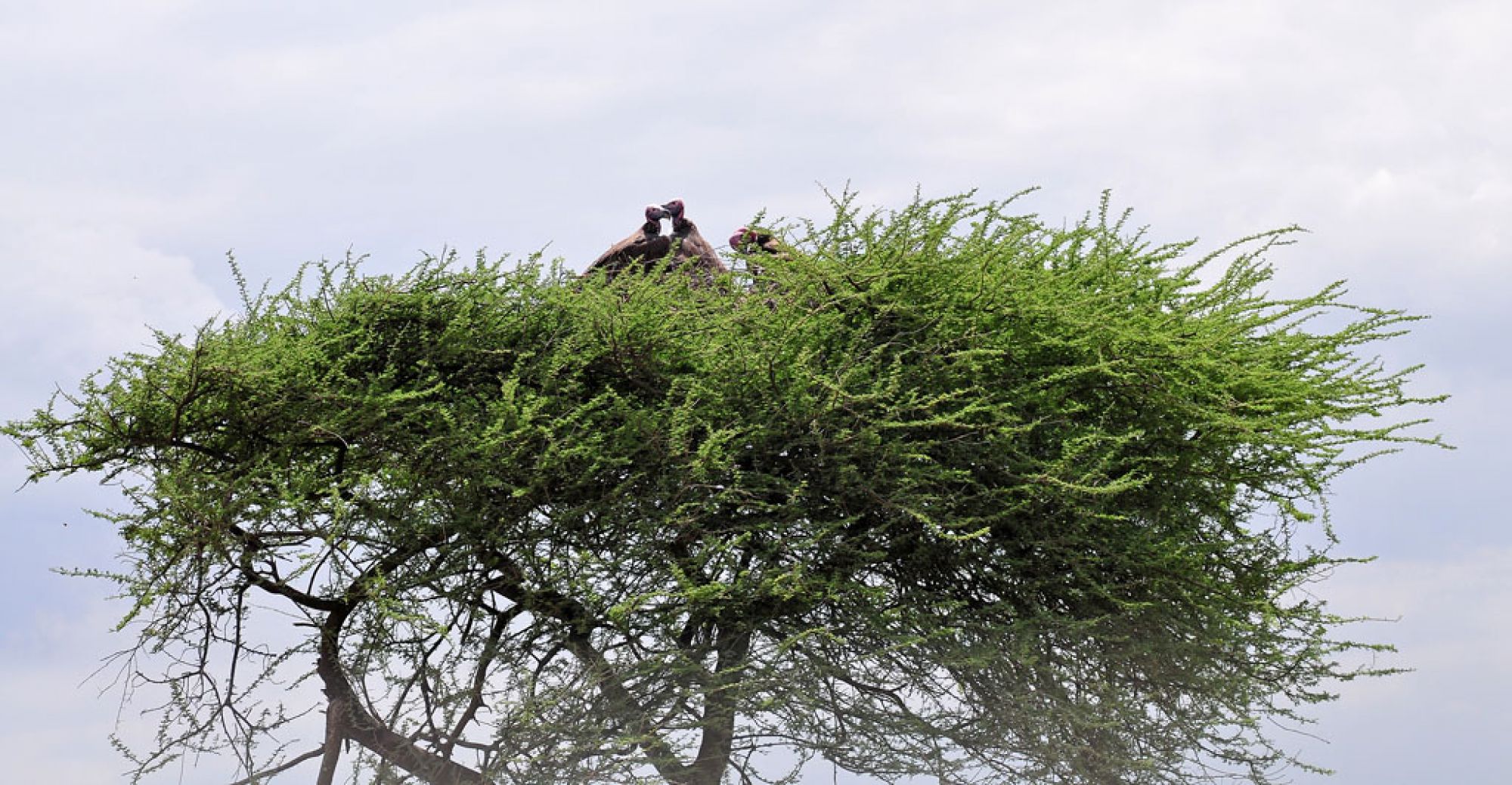 Spirit of Kenya field photograph 21