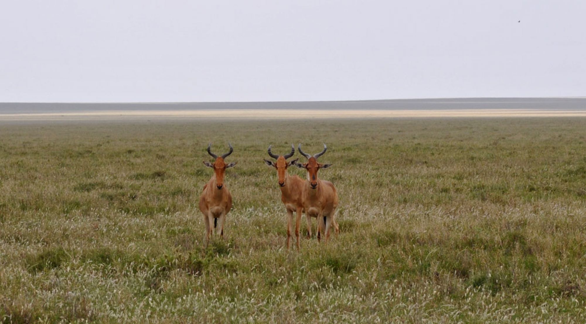 Spirit of Kenya field photograph 24