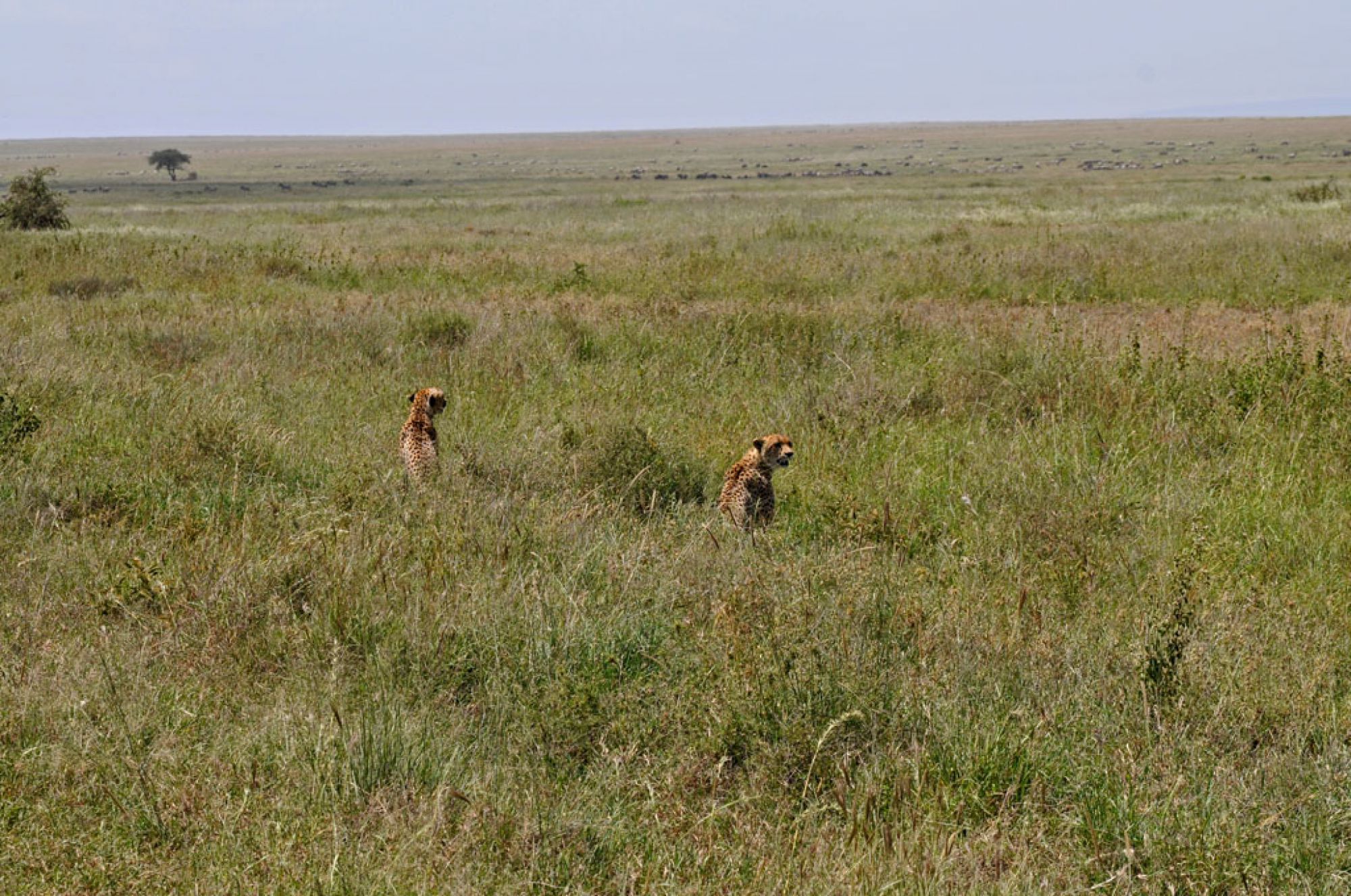 Spirit of Kenya field photograph 51