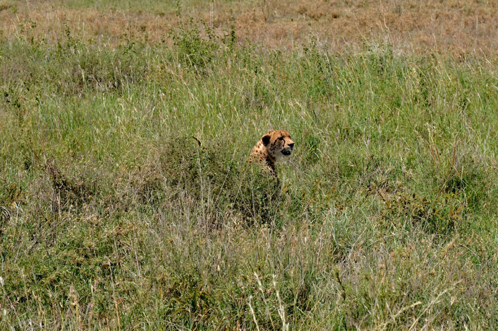 Spirit of Kenya field photograph 52