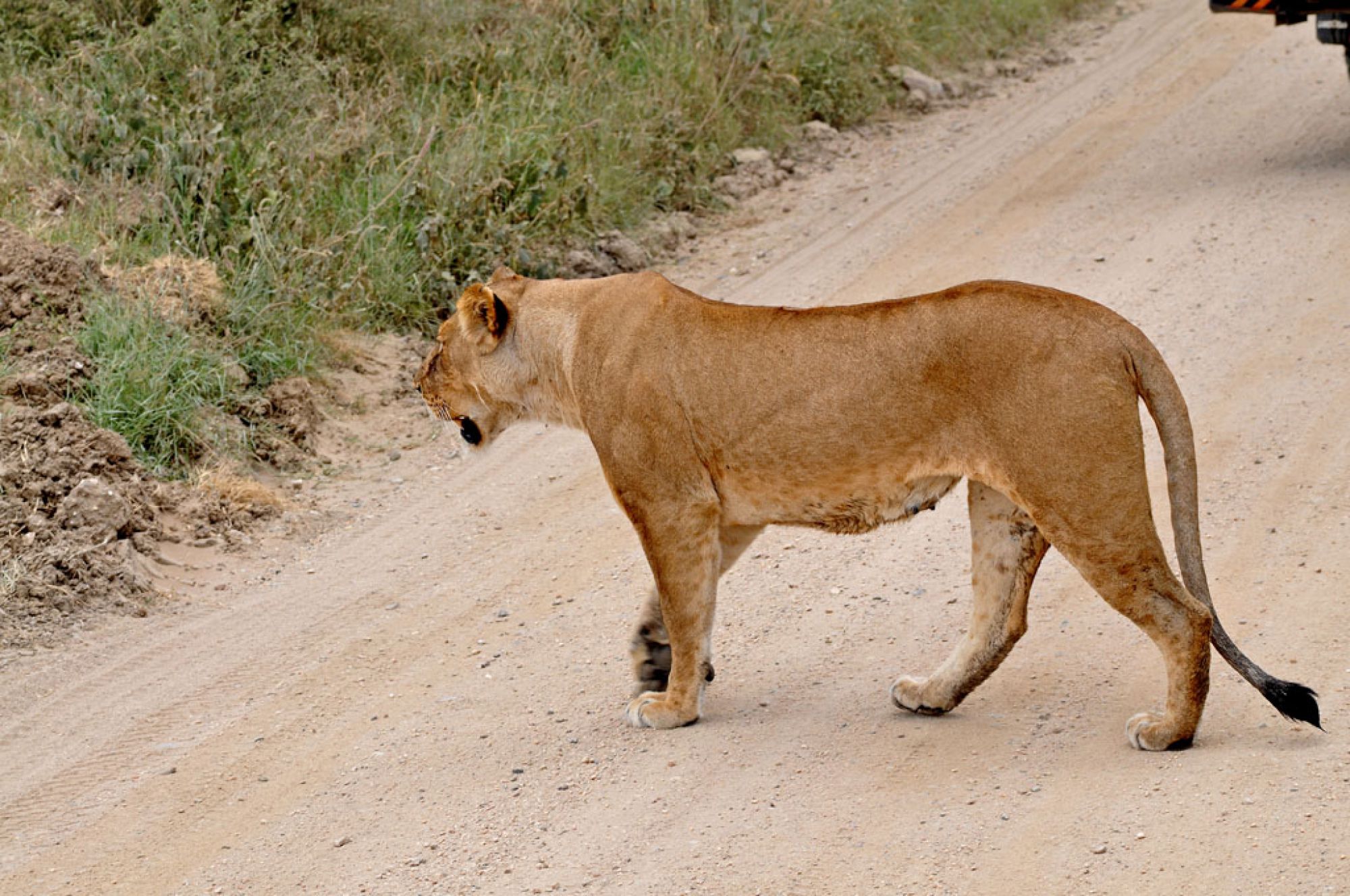 Spirit of Kenya field photograph 56
