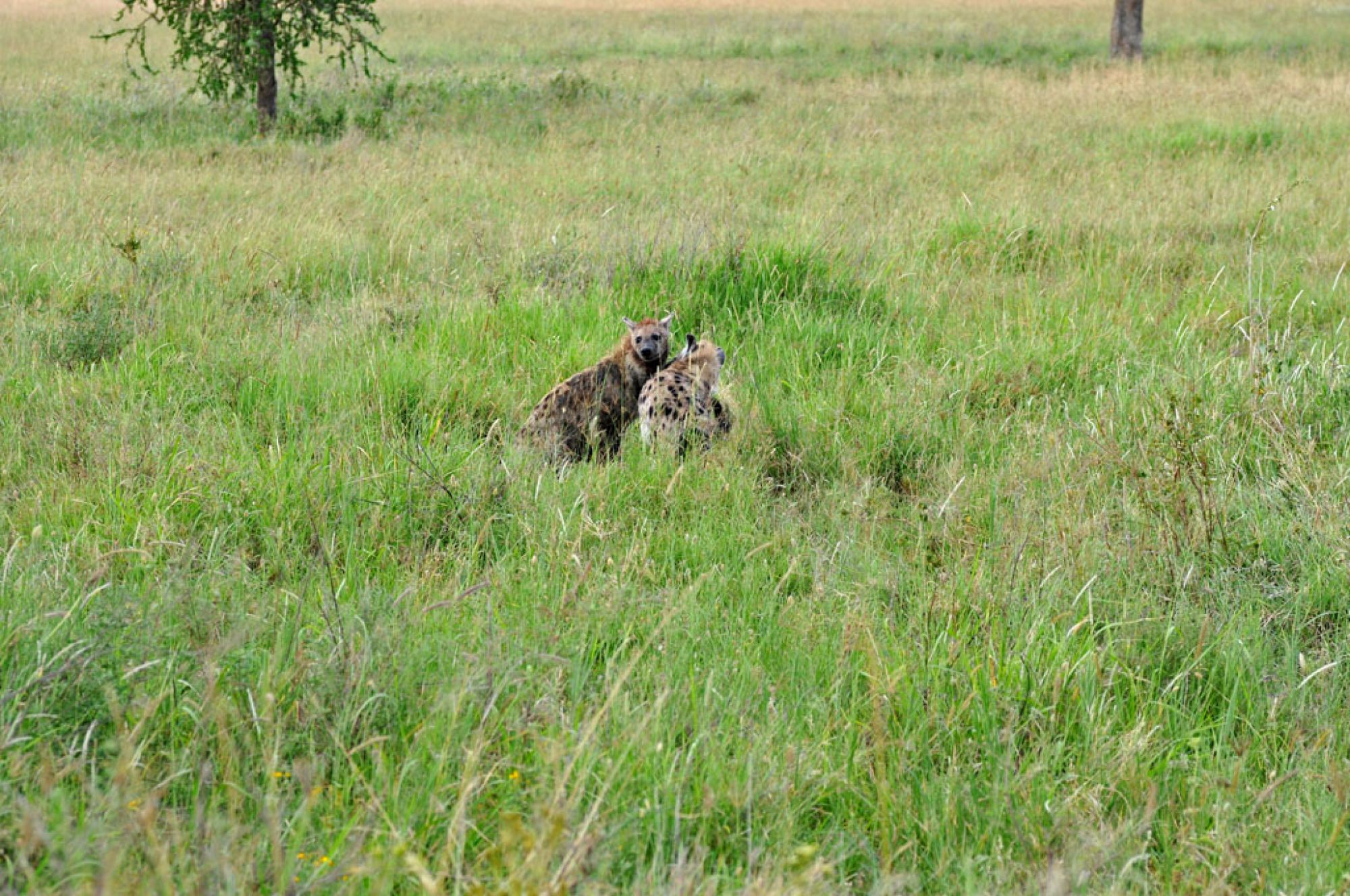 Spirit of Kenya field photograph 66