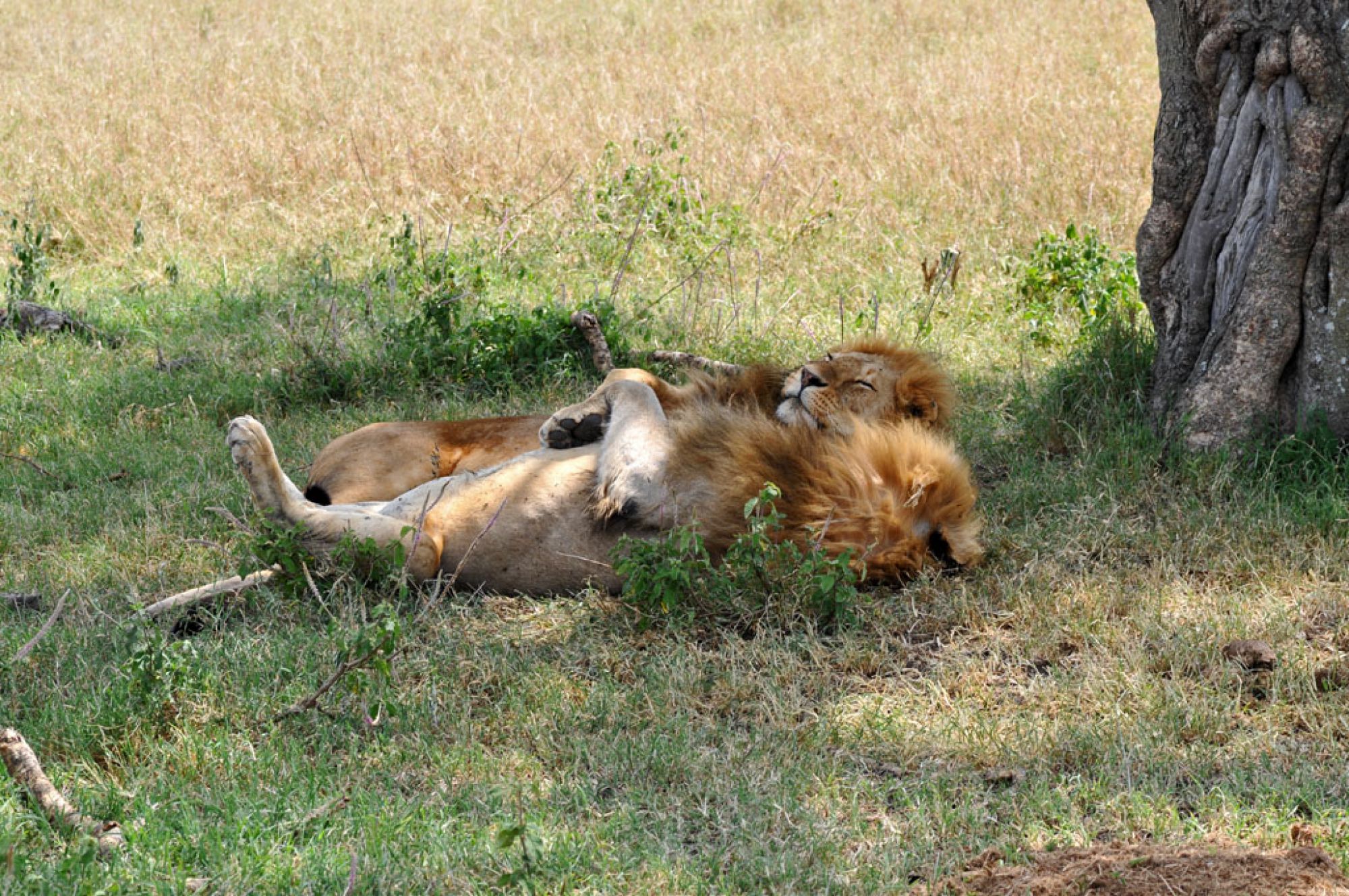 Spirit of Kenya field photograph 73