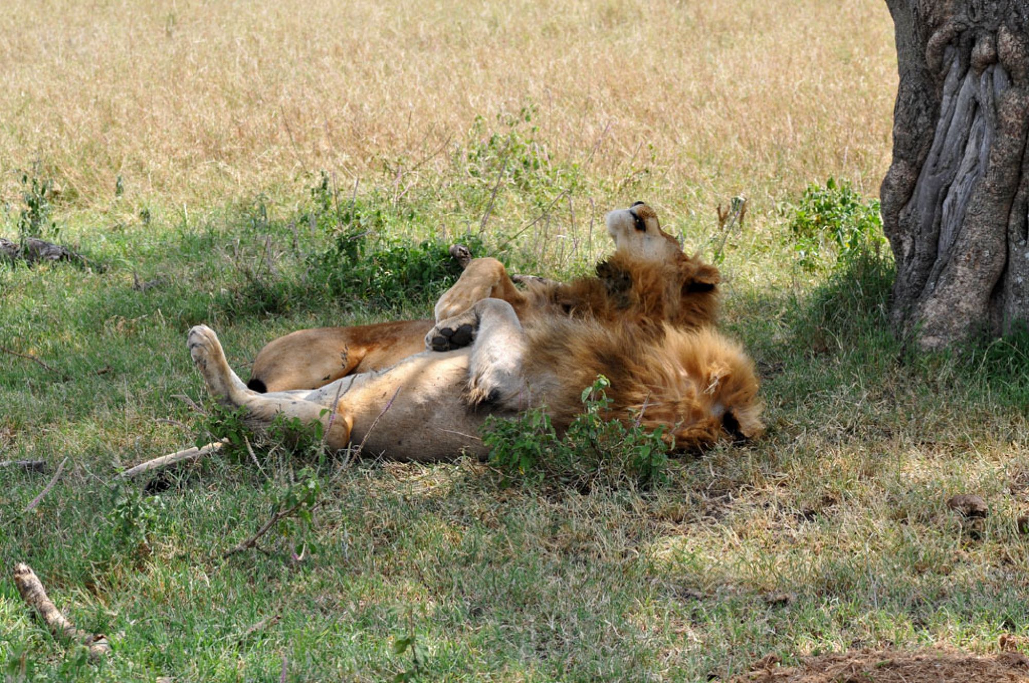 Spirit of Kenya field photograph 74