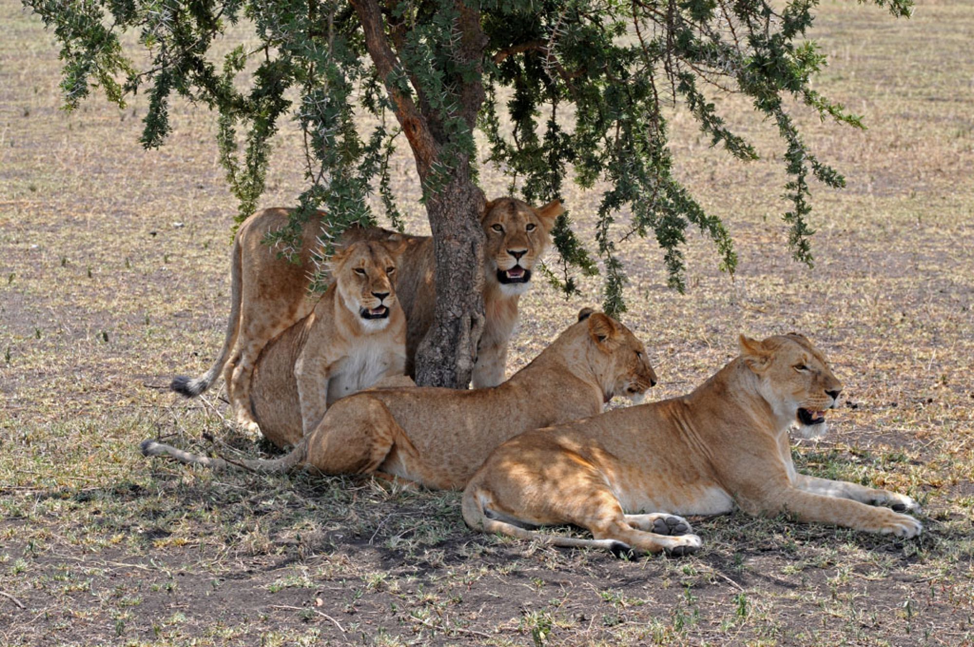 Spirit of Kenya field photograph 78