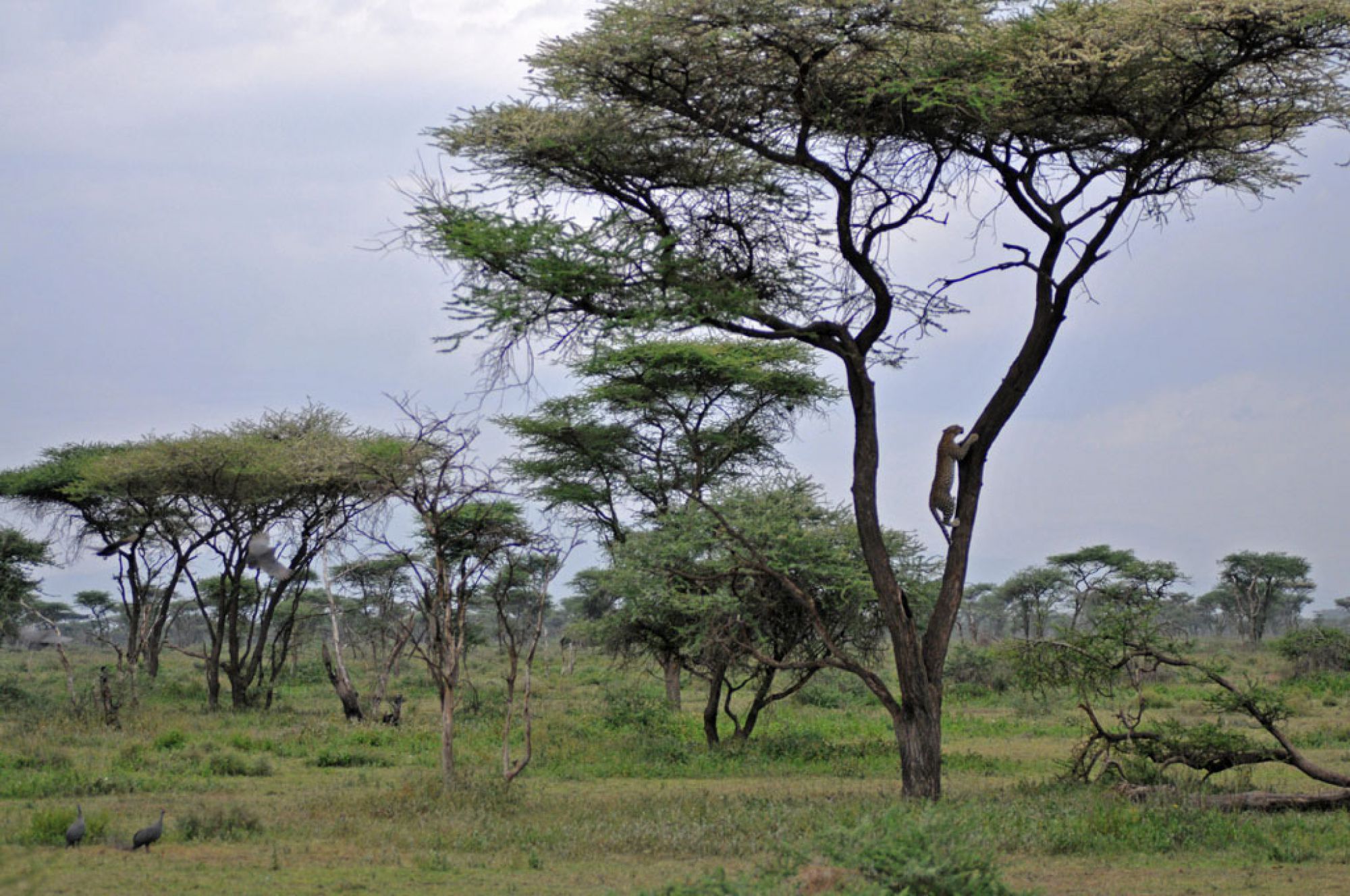 Spirit of Kenya field photograph 82