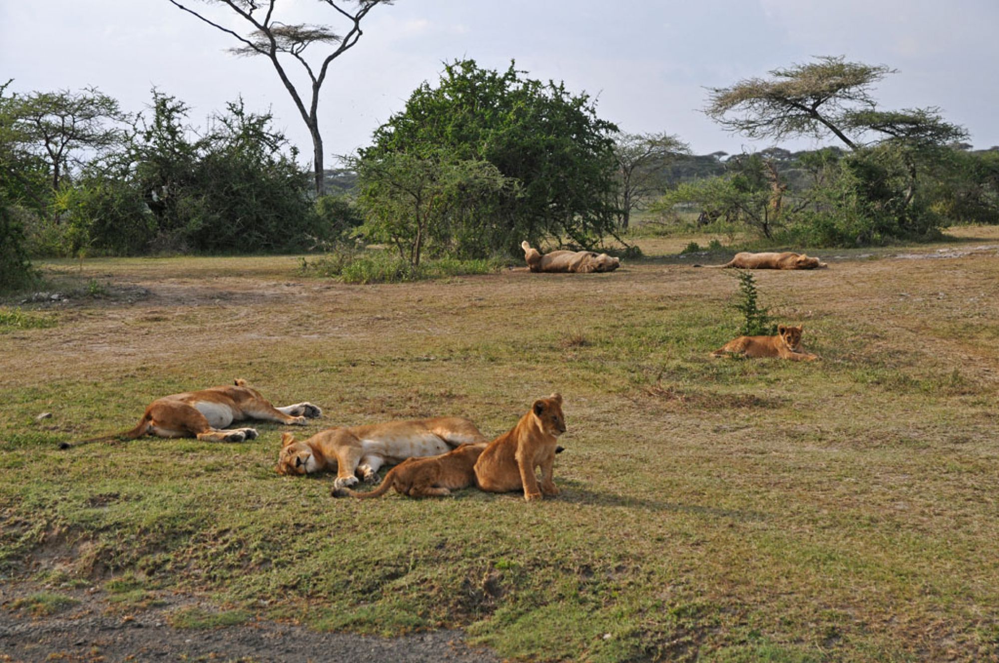 Spirit of Kenya field photograph 89