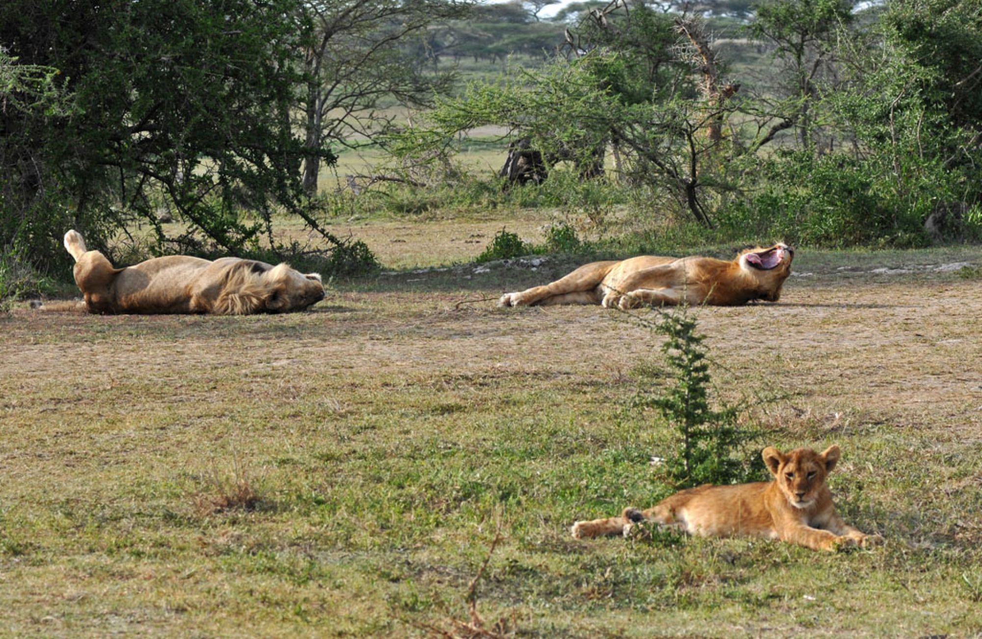 Spirit of Kenya field photograph 90