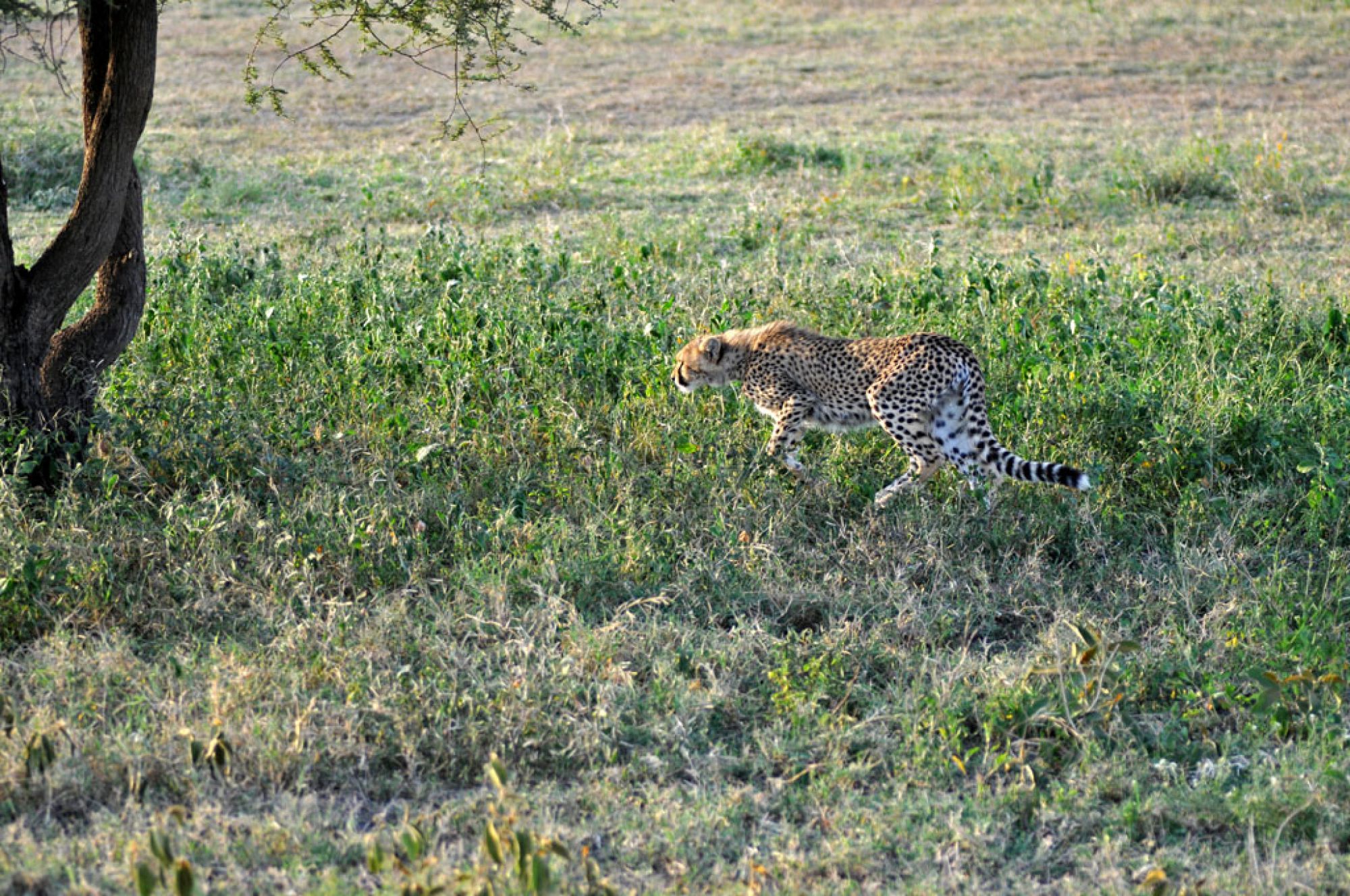 Spirit of Kenya field photograph 97