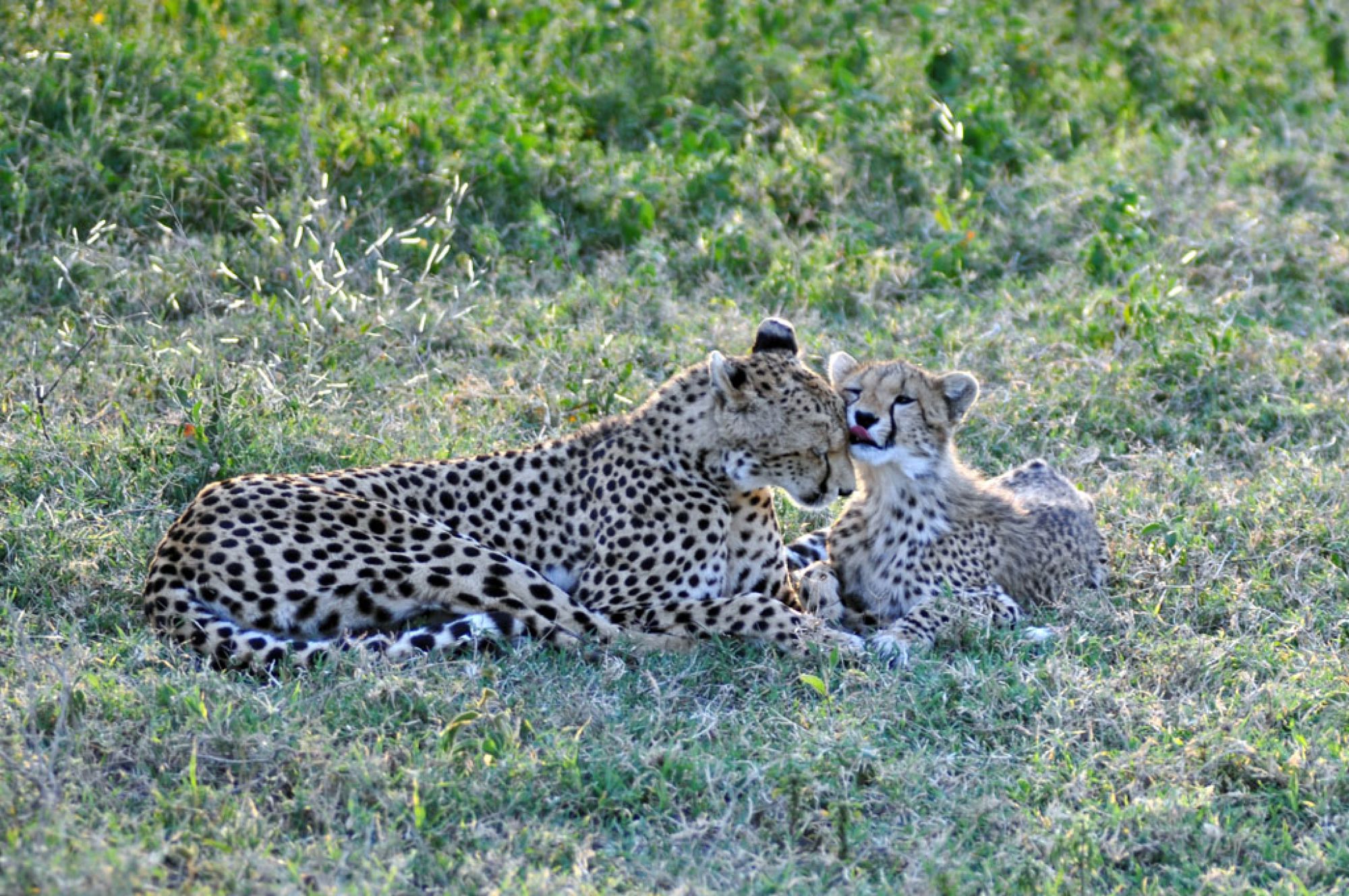 Spirit of Kenya field photograph 98