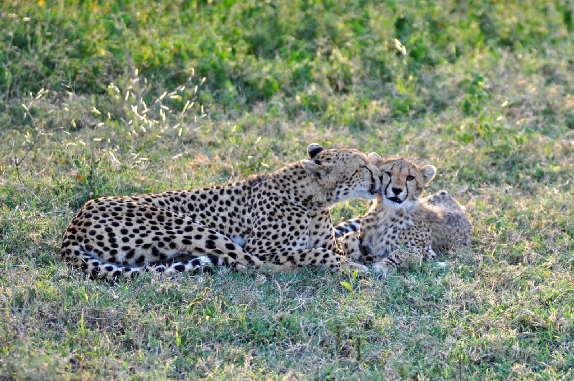 Fotografía de campo Spirit of Kenya 101