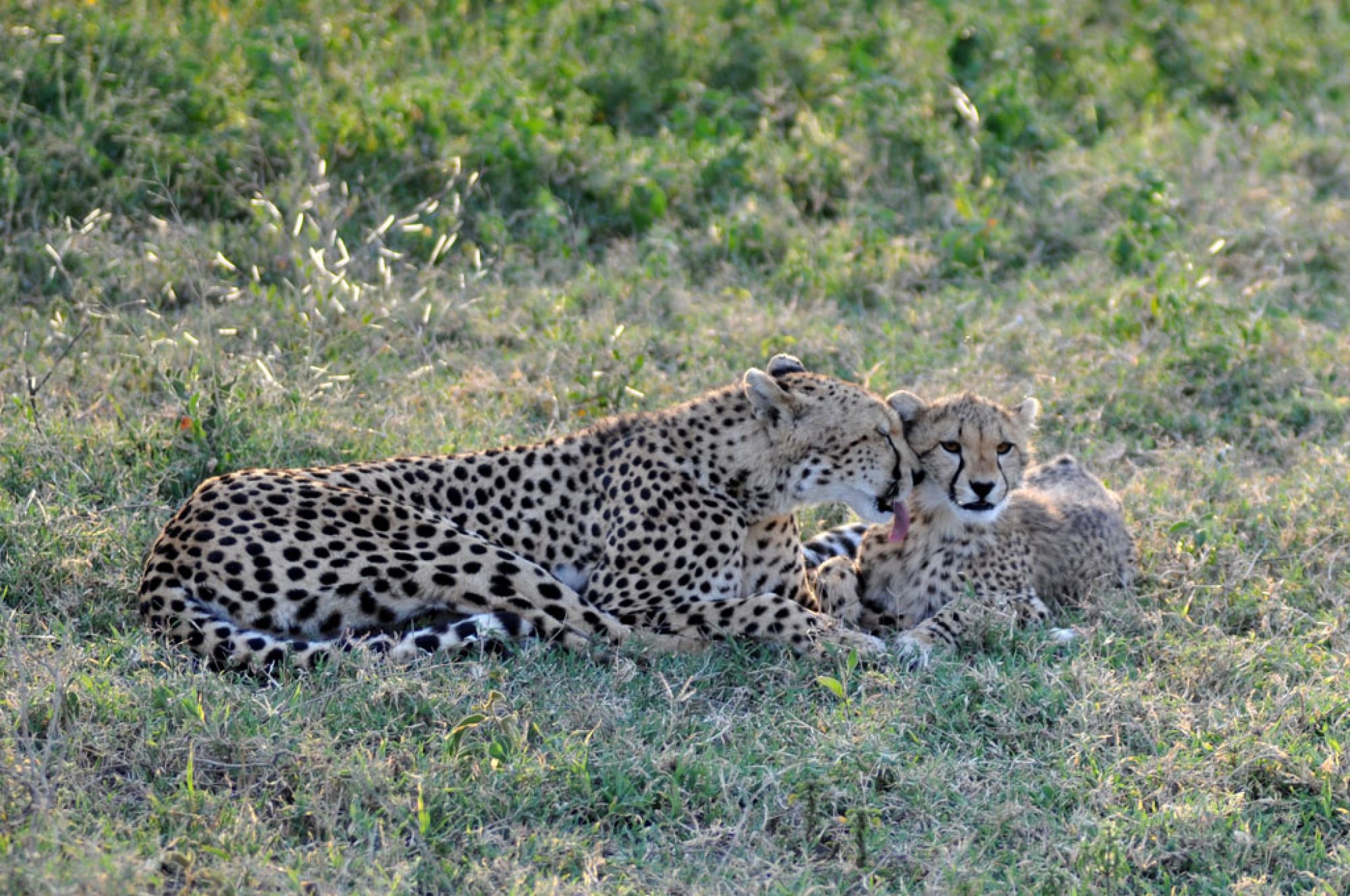 Fotografía de campo Spirit of Kenya 102