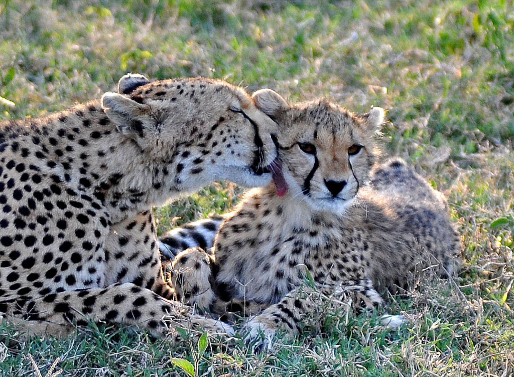 Spirit of Kenya field photograph 100