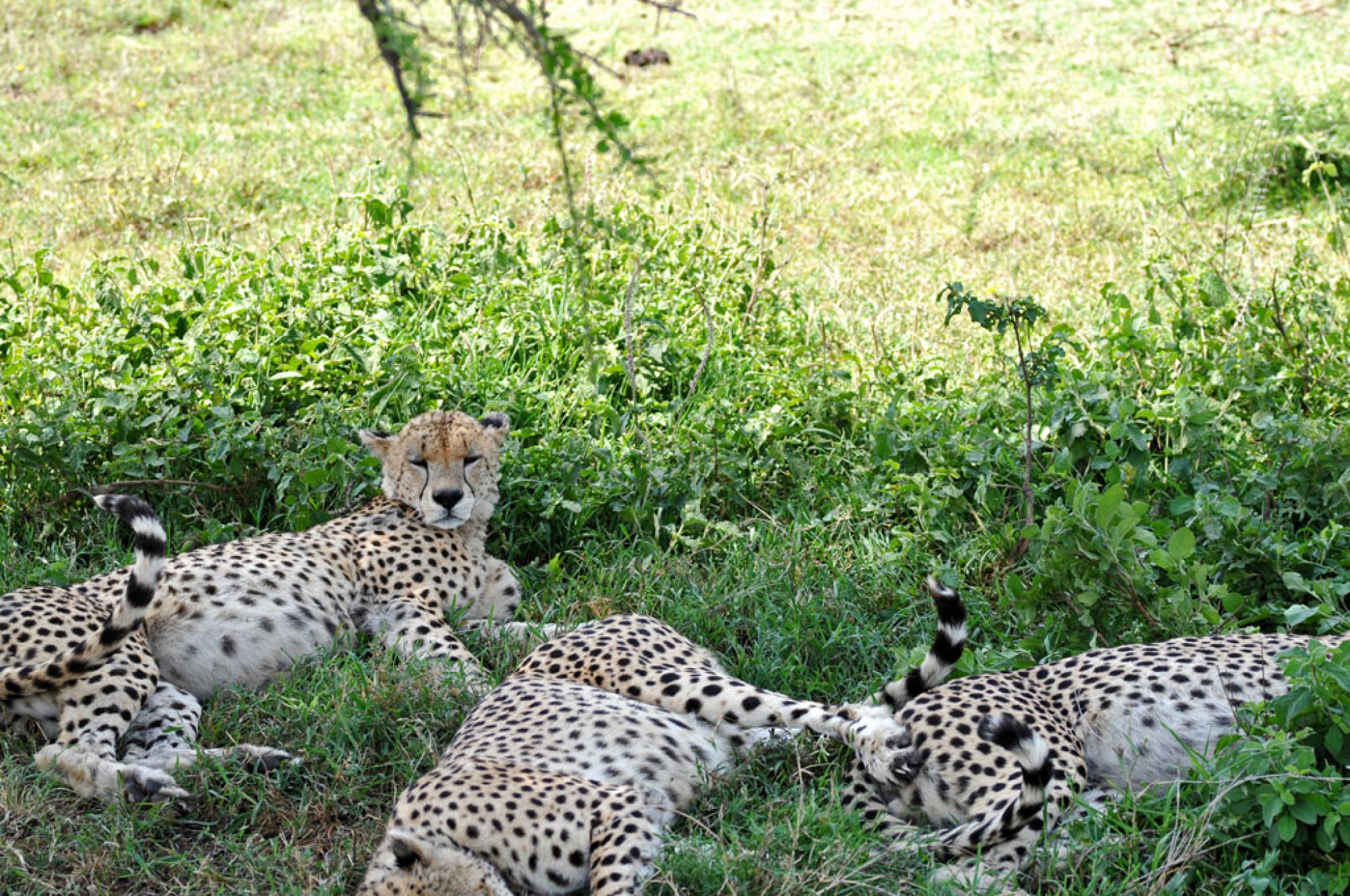 Spirit of Kenya field photograph 106