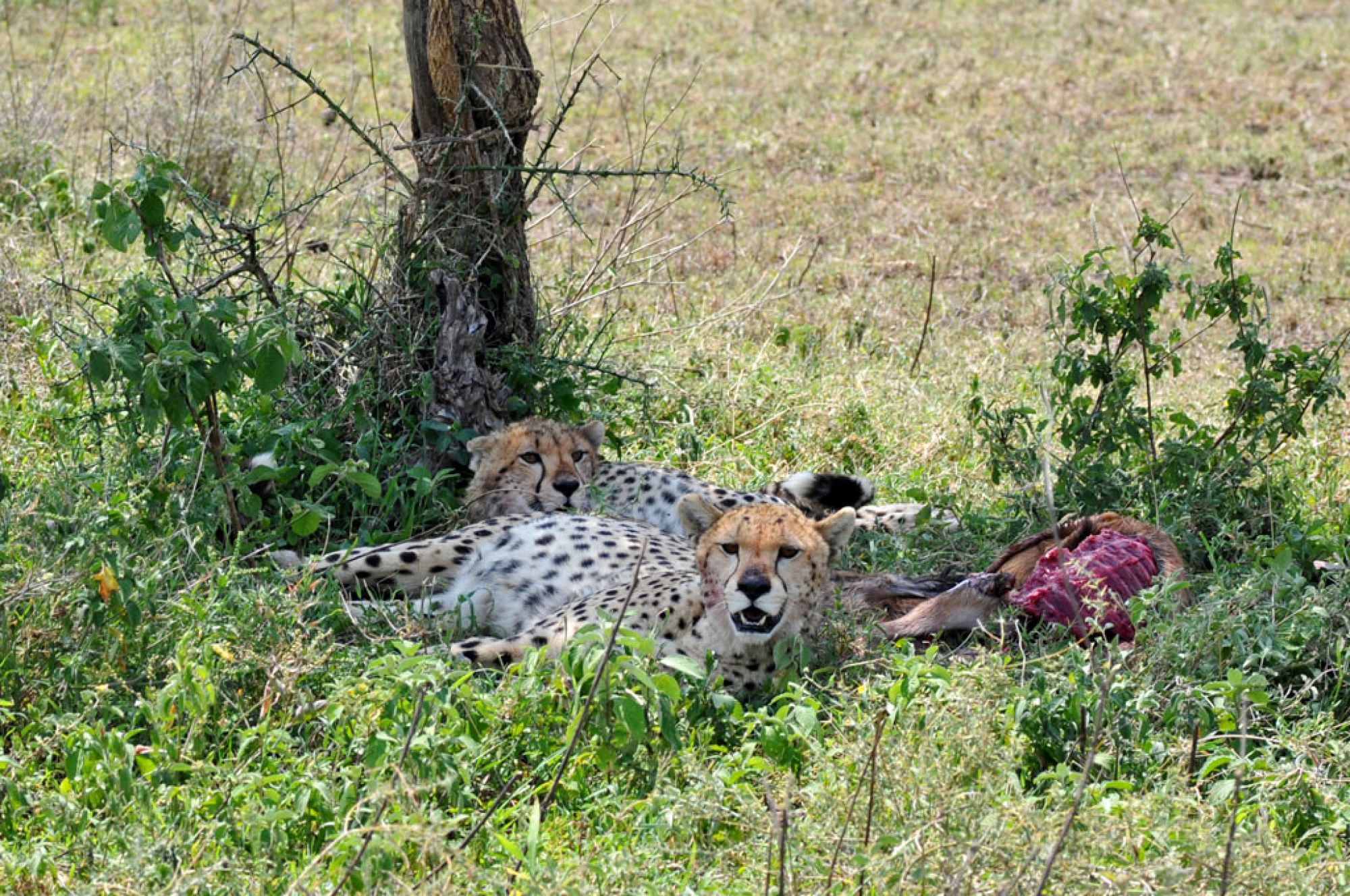 Spirit of Kenya field photograph 110