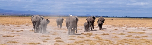 https://www.spiritofkenya.com/assets/media/safari-tours-s3/500x00/20180824_115431taj.jpg