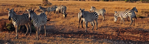 https://www.spiritofkenya.com/assets/media/safari-tours-s3/500x00/20180824_115609pUj.jpg