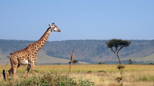 https://www.spiritofkenya.com/assets/media/safari-tours-s3/500x00/20180824_122538IgU.jpg