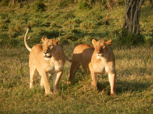 https://www.spiritofkenya.com/assets/media/safari-tours-s3/500x00/20200217_150300ime.jpg