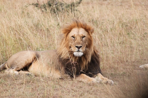 https://www.spiritofkenya.com/assets/media/safari-tours-s3/500x00/20200814_165522IzE.jpg