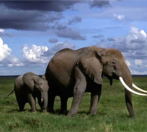 https://www.spiritofkenya.com/assets/media/safari-tours-s3/500x00/20240403_173821dUq.png