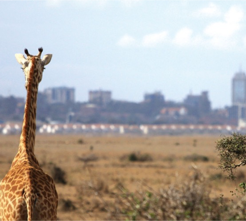 https://www.spiritofkenya.com/assets/media/safari-tours-s3/500x00/20240403_174115bOr.png