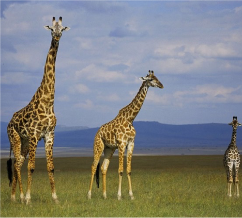 https://www.spiritofkenya.com/assets/media/safari-tours-s3/500x00/20240404_151010udE.png