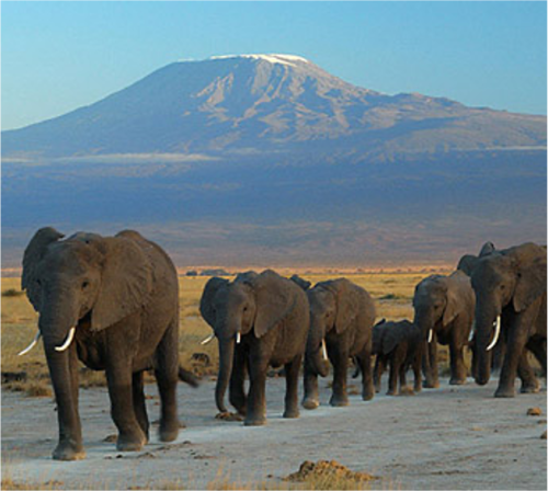 https://www.spiritofkenya.com/assets/media/safari-tours-s3/500x00/20240404_151747sEs.png