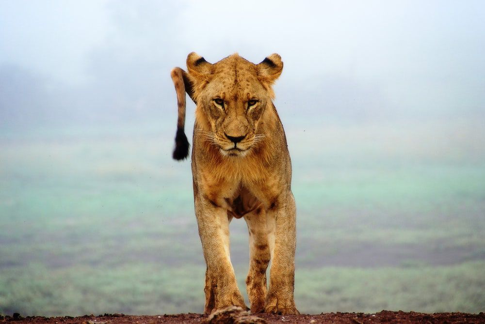 Safari animal to identify