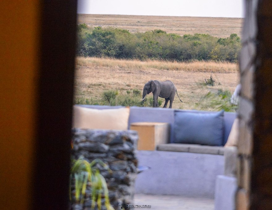 Royal Zebra River Safari Lodge 4