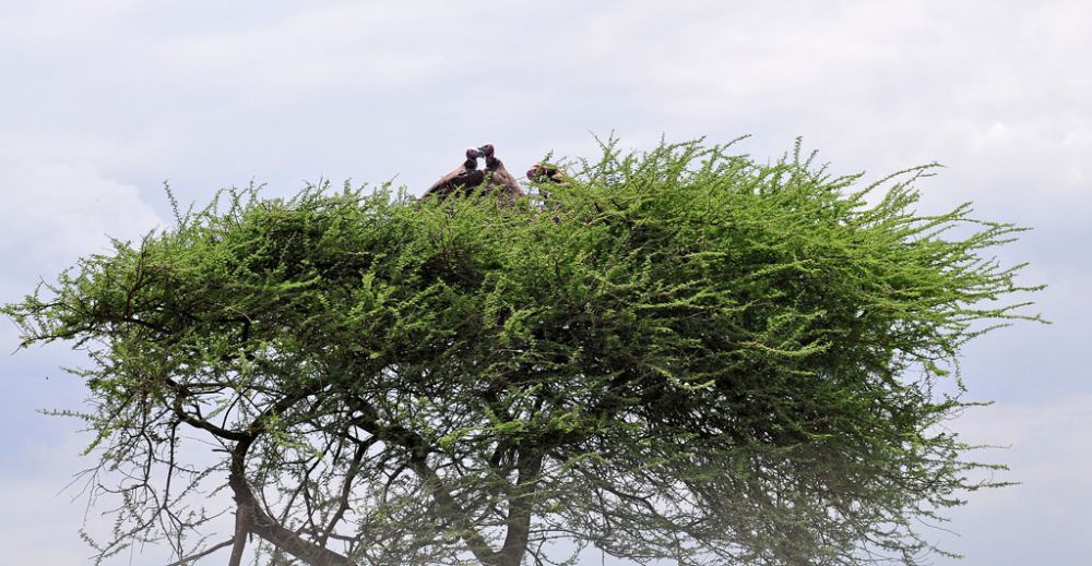 Chogoria Route