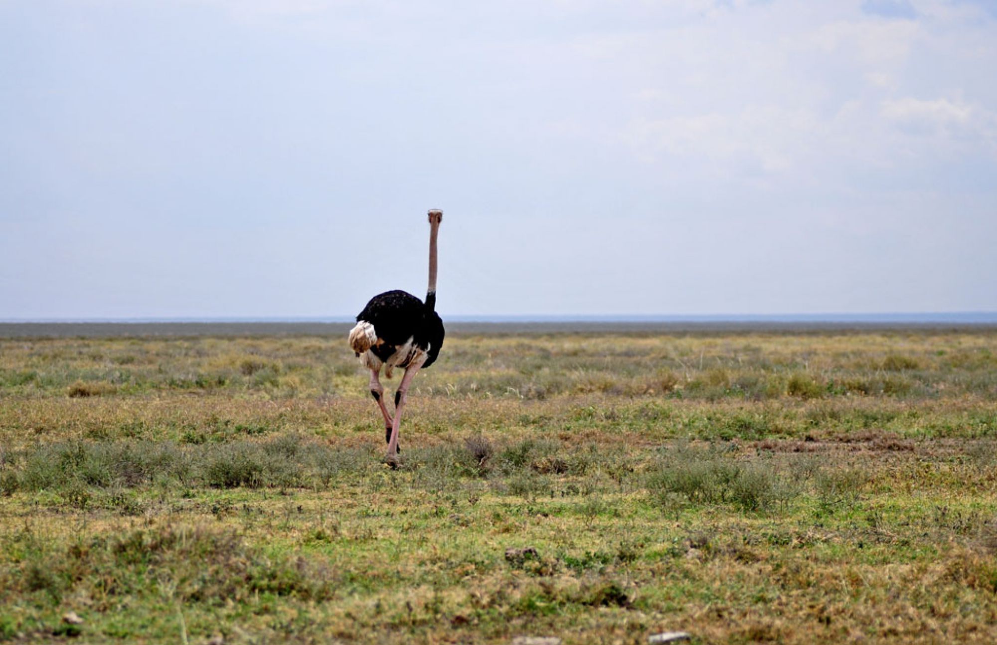 Spirit of Kenya — fotografía del archivo de campo (2)