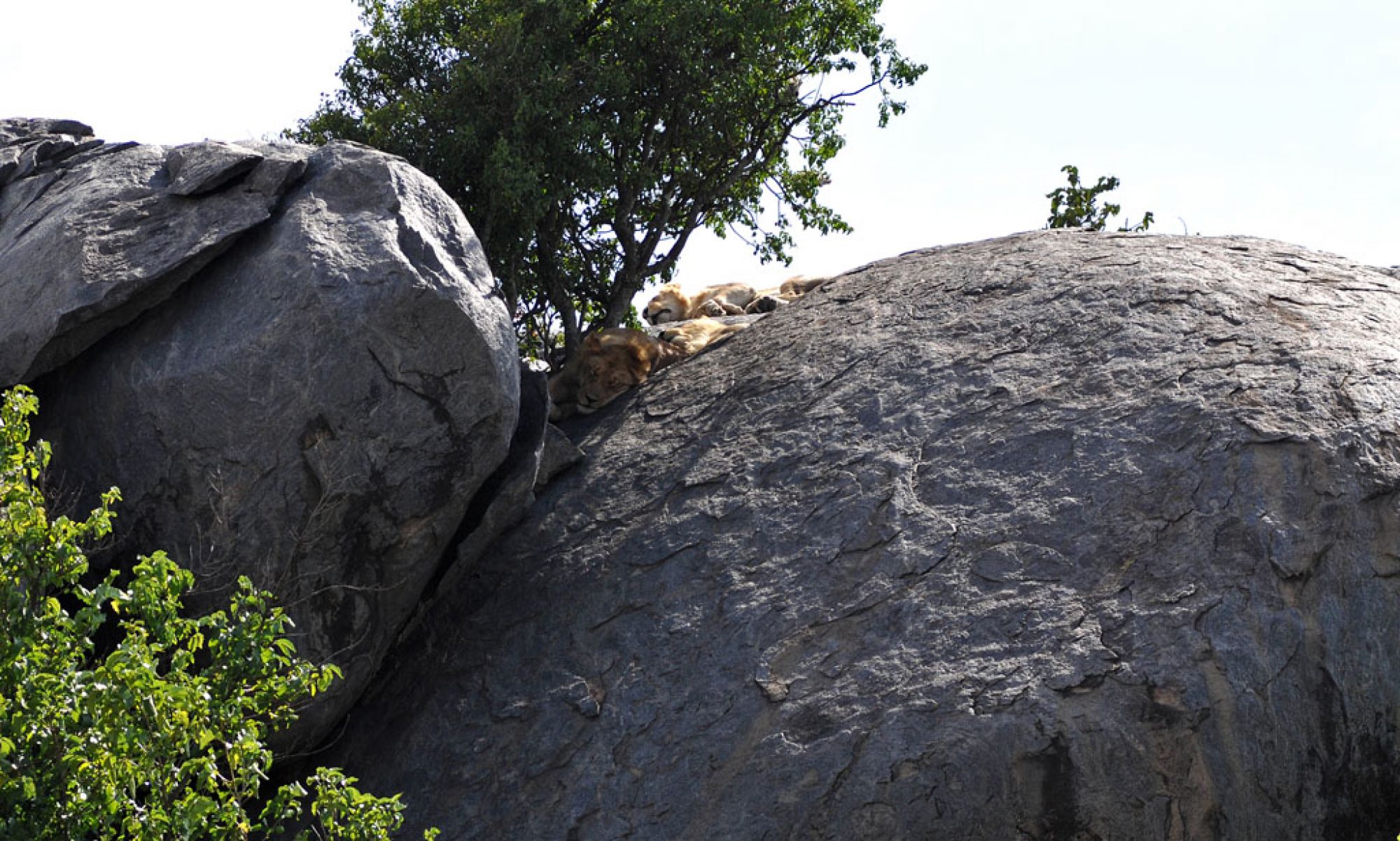 Living Among Lions 2