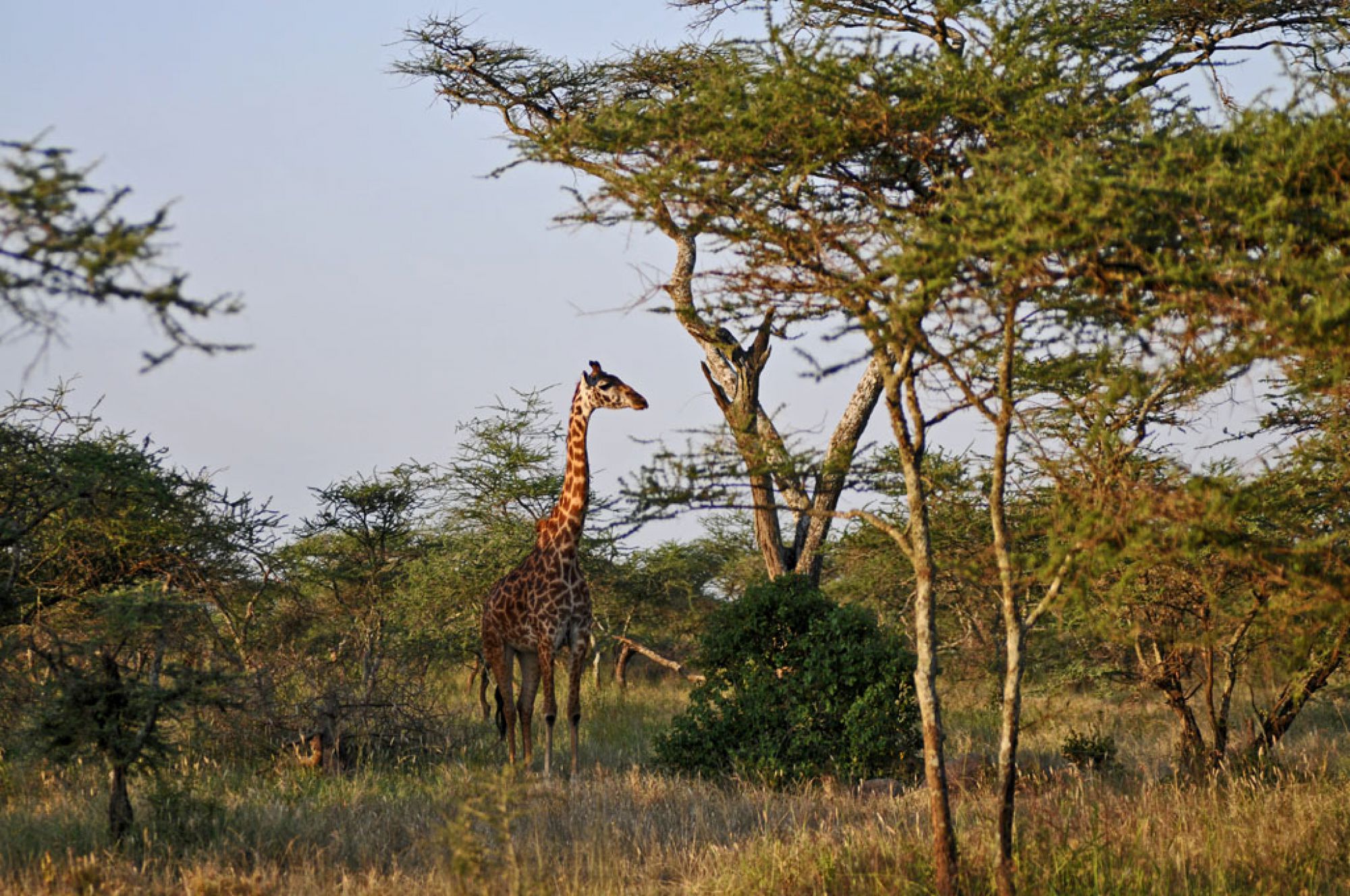 Spirit of Kenya original photograph 4