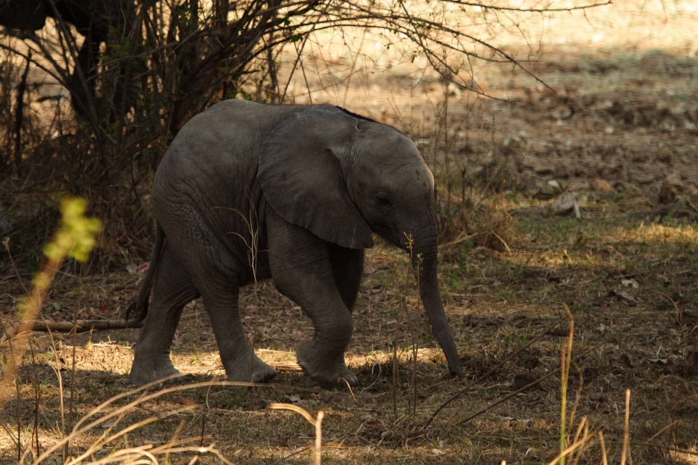 Le Meilleur de Botswana & Victoria Falls