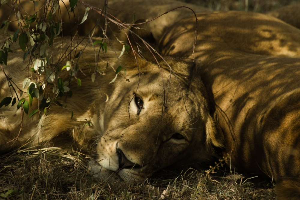 Cape Town e Kruger Safari - Luxury