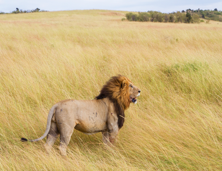 Original Spirit of Kenya route map: Living Among Lions