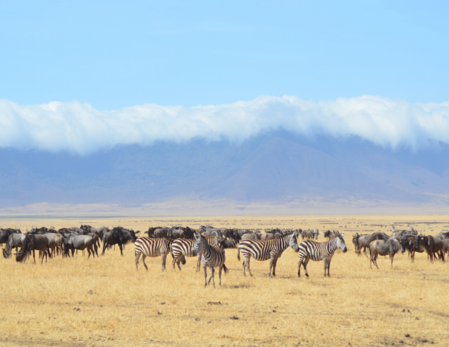 Original Spirit of Kenya route map: Journey of the Wildebeest