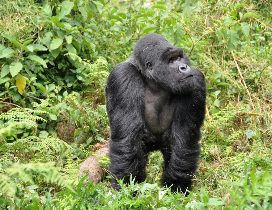 Original Spirit of Kenya route map: Uganda Gorilla Safari